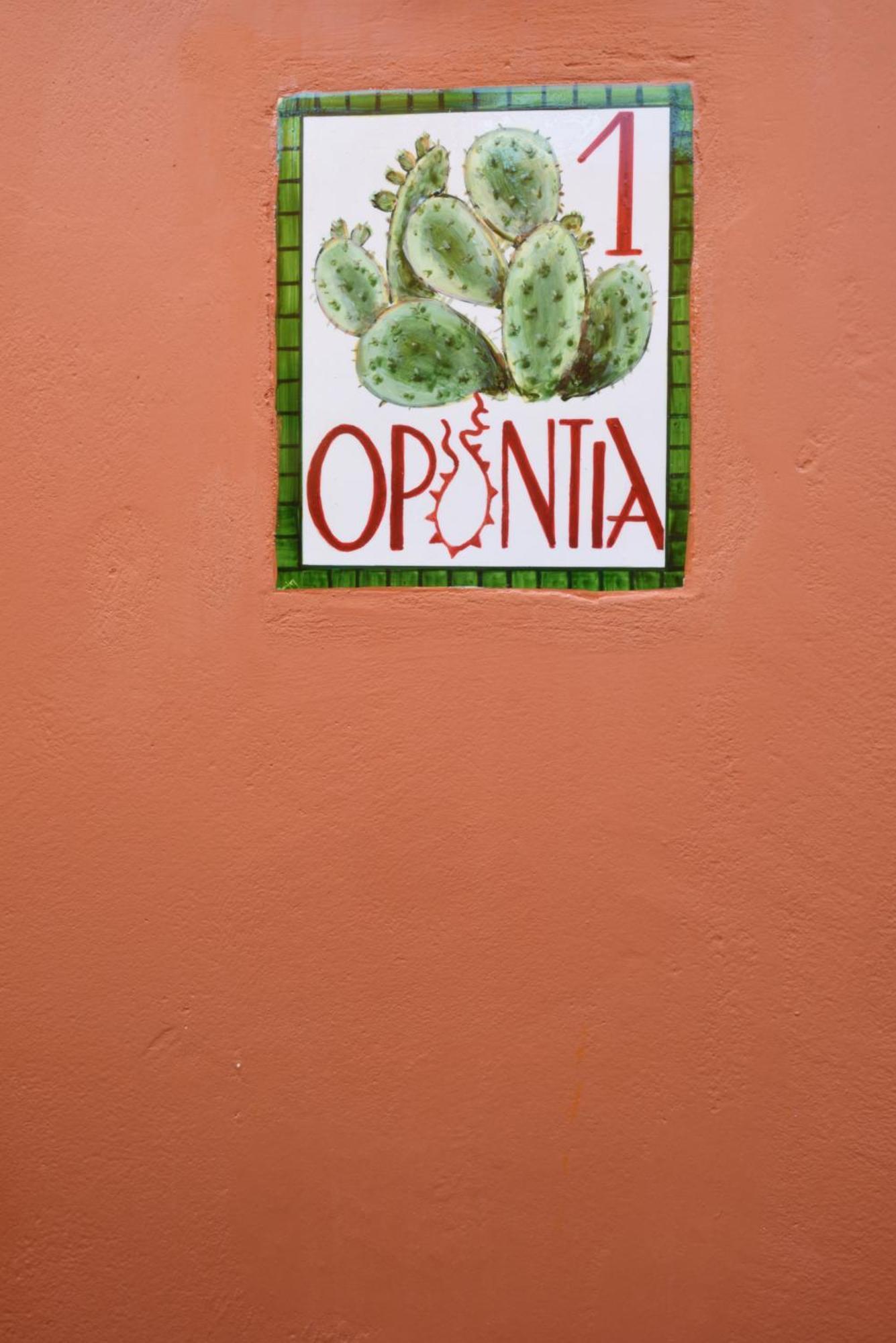 Cactus Hydra - Art Hotel